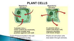 Both animal cells and plant cells lose and gain water by osmosis. Plant Cell Water Relation Terminology Ppt Download