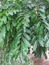 Image result for Khaya