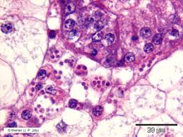 Image result for Bonamia