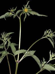 Image result for Bidens flagellata