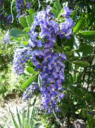 Image result for Ficalhoa laurifolia