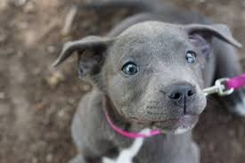 Blue nose pitbull puppies can have a steel gray coat and still possess a black or even a red nose. 20 Little Known And Surprising Blue Nose Pitbull Facts