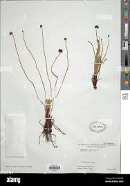 Image result for Schizaea pectinata