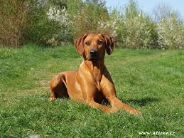 Image result for rhodéský ridgeback