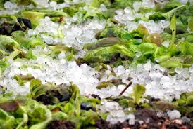 Eine versicherung bei der schweizer hagel garantiert einen umfassenden schutz für ihre produktion und unterstützt sie bei der existenzsicherung ihres betriebes. In Moldawien Gibt Es Erste Schadensfalle Durch Hagel 2021 Fruchtportal