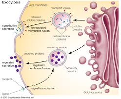 What structures does an animal cell have that a plant cell does not have? Golgi Apparatus Definition Function Location Facts Britannica