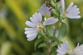 Image result for Sclerochiton hirsutus