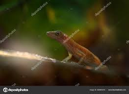 Image result for Anolis scypheus