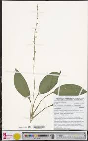 Image result for Chlorophytum sparsiflorum