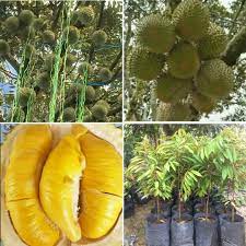 Maybe you would like to learn more about one of these? Anak Pokok Durian Musang King D197 Buah Buahan Fruits Live Plant West Malaysia Only Lazada