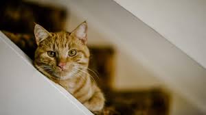 Cat Traieste O Pisica Cele 6 Etape Din Viata Unei Pisici