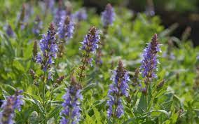 Botanische, organische farbtöne sind eine trendende wahl für hochzeiten. Salvia Nemorosa Blauhugel Garten Salbei Steppen Salbei