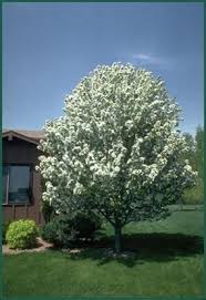 Regarded as an outstanding flowering crabapple, malus 'donald wyman' is a large, spreading deciduous tree with a long season of interest. Fruit Trees Flowering Trees With No Fruit