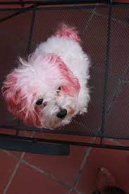 Then dip a cotton ball in the liquid and rub the stains for about one minute. Dog Hair Dye Sarah Forshaw S Blog
