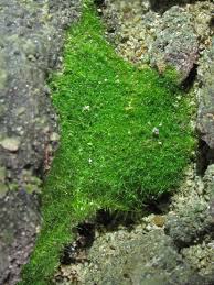 Image result for Crepidomanes