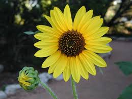 Image result for Helianthus annuus