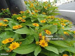 Image result for Aspilia