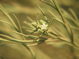 Image result for Solanum lichtensteinii