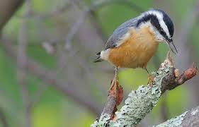 This makes it more difficult for a predator to find the nest using its sense of smell. Hinterland Who S Who Red Breasted Nuthatch