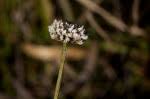 Image result for Eriocaulon teusczii