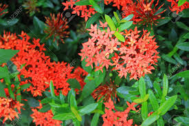 Maybe you would like to learn more about one of these? Tropical Shrub With Red Flowers Stock Photo Picture And Royalty Free Image Image 93113438