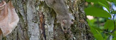 Der siebenschläfer ist ein überwiegend nachtaktives nagetier und der größte vertreter der heimischen bilche. Siebenschlafer Bluhendes Osterreich