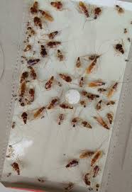 Maybe you would like to learn more about one of these? Khairul Hafiz Sur Twitter Perangkap Lipas Dalam Kereta Hasil Malam Tadi Sebelum Ni Aku Pernah Guna Fumakilla Vape Memang Lipas Semua Mati Tapi Tak Larat Nak Vacuum Sebab Mati Tak Setempat