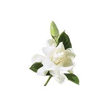 Wedding flowers white flowers names and pictures. A Glossary Of Wedding Flowers By Color