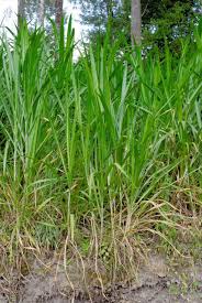 Image result for Cenchrus trachyphyllus