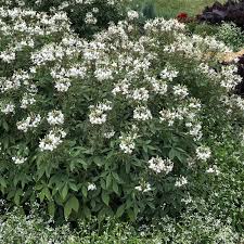 Image result for Cleome bororensis