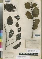 Image result for Agelanthus sansibarensis