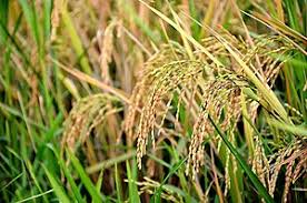 Himachal pradesh tourism himachal pradesh hotels himachal pradesh bed and breakfast himachal pradesh vacation rentals himachal pradesh vacation packages flights to himachal pradesh things to do popular himachal pradesh categories. Rice Production In India Wikipedia