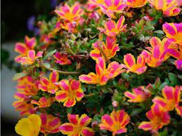 Overstock.com has been visited by 1m+ users in the past month Pin By Janet Campbell On Flowers And Gardening Container Flowers Hanging Flower Baskets Hanging Plants