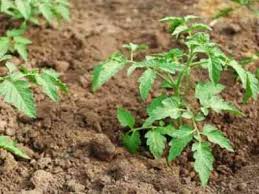 They will sprout up from the center of the two. How To Use Chicken Droppings To Top A Tomato Farmer