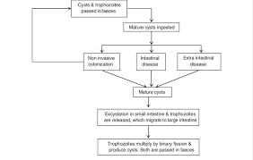 Extraordinary Life Cycle Flowchart Bug Life Cycle Flowchart