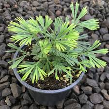 Image result for Actiniopteris