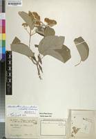 Image result for Caucanthus auriculatus