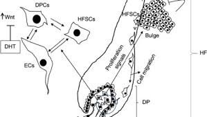 Differentiating give rise to all the different hair tissues; Dermal Papilla Stem Cell Training By Issca