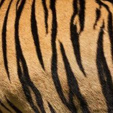 How To Make Tiger Stripe Patterns Ehow Tiger Stripe Tattoo Stripes Pattern Tiger Stripes
