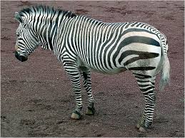 Mountain Zebra Endangered Animals List Our Endangered Animals Konica Minolta Mountain Zebra Endangered Animals Endangered Animals List