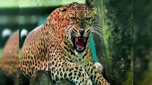Chandrapur : भयानक घटना! दबा धरून बसलेल्या वाघाचा 13 जणांवर हल्ला; 4 महिलांचा जागीच मृत्यू