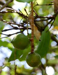 Image result for Macadamia aff. integrifolia