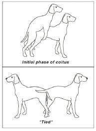 And female dog anatomy aims at making a study of all parts of the female dog's body. Pin On Articles