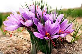 Pin On Flowers