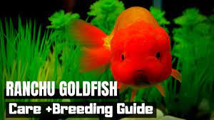 Ranchu Goldfish Care Guide World S Cutest Goldfish Youtube