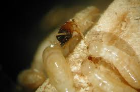 Do you suspect that you have unwanted guests in your home? 1st Stryke Pest And Termite Control