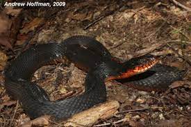 When hunting in water the snake may forage with only its head under or submerge itself fully. Plain Bellied Watersnake Nerodia Erythrogaster Indiana Herp Atlas