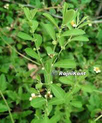 Image result for Phyllanthus maderaspatensis