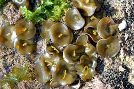 Image result for Stolzia heiligenthalii