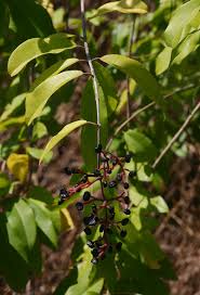 Image result for Ozoroa